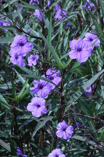 蓝花草 