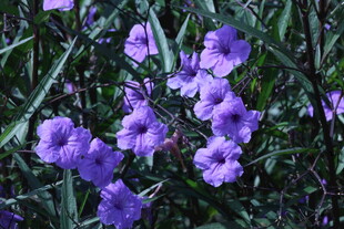 蓝花草 