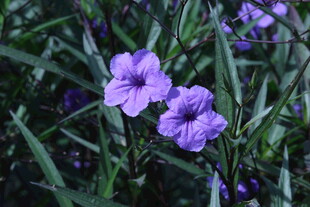 蓝花草  