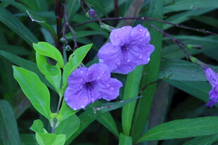 蓝花草  
