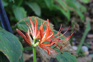 石蒜花 