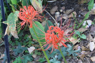 石蒜花 