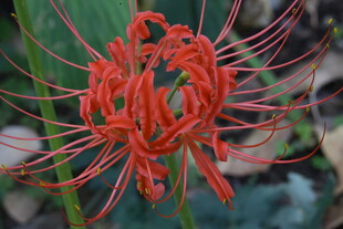 石蒜花 