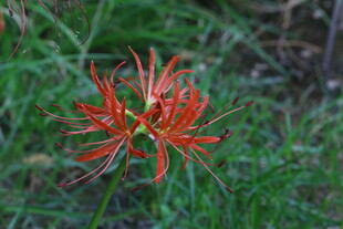 石蒜花  