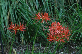 石蒜花 