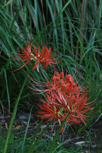 石蒜花 