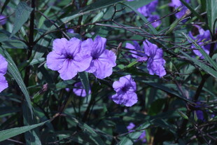 蓝花草  