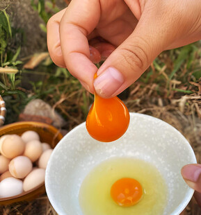 蛋黄