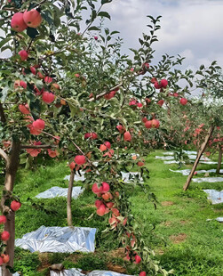 苹果栽培