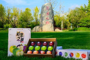 苹果