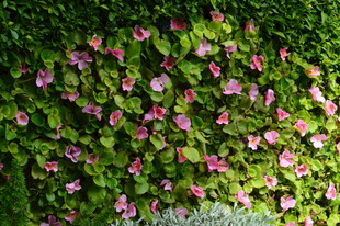 园林花草 