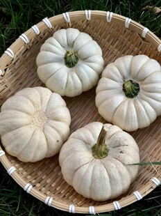 南瓜