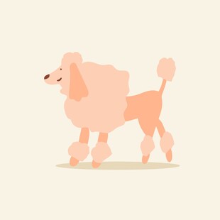 优雅的粉色贵宾犬