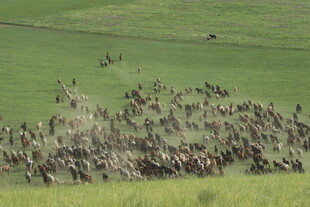 草原牧马