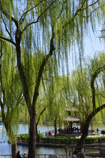 公园风景 