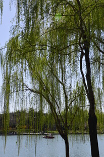 公园风景  