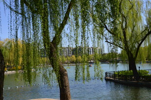 公园风景 