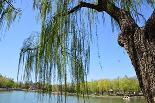 公园风景  
