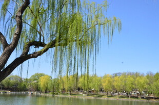 公园风景  