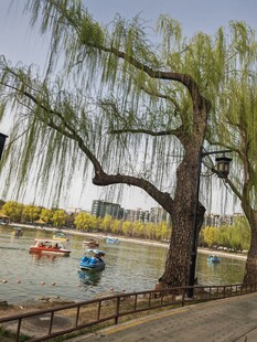 公园风景  