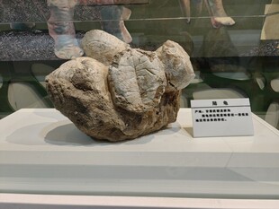 陆龟化石