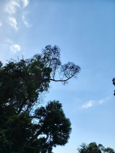 蓝天绿树自然风光
