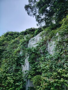 藤蔓覆盖的石墙景观