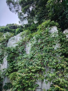 藤蔓覆盖的岩石景观