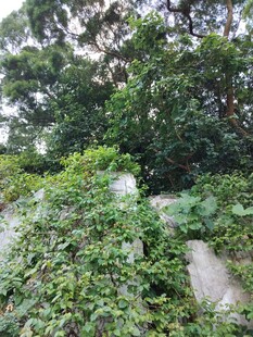 繁茂绿植覆盖的自然景象