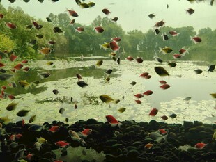 雨中池塘花叶飘零