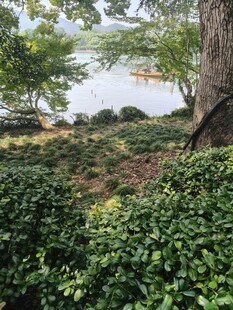 绿意盎然的自然景观