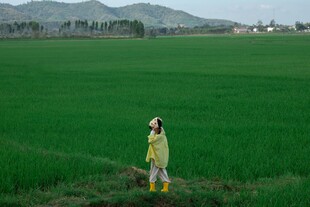 田野中的独行者