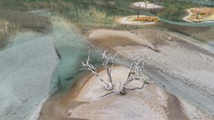 山间枯木静立溪流旁