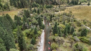 林间公路穿行于葱郁森林