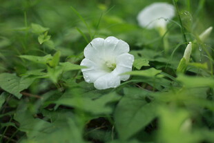 白色 牵牛花