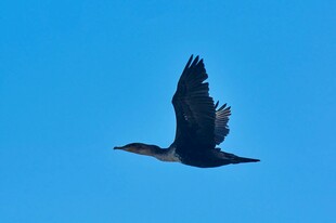 蓝天下飞翔的黑色飞鸟