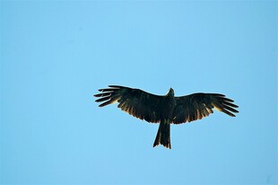 蓝天中展翅翱翔的飞鸟