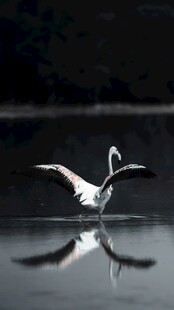 水面上展翅的优雅白鸟