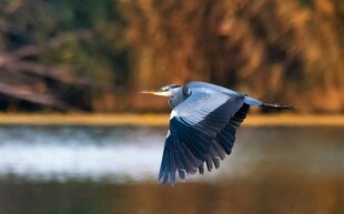 蓝鹭于湖畔展翅飞翔