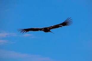 蓝天中展翅翱翔的飞鸟