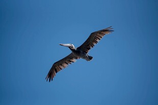 蓝天下展翅翱翔的飞鸟