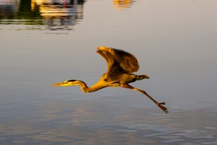 黄鹭水面展翅飞翔瞬间