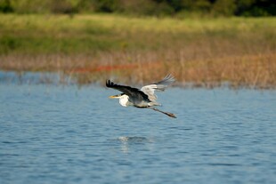 白鹭于湖面展翅飞翔