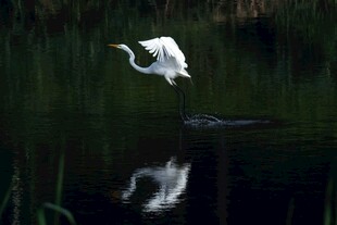 白鹭于水面优雅飞翔