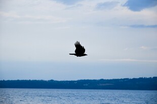 翱翔天际的雄鹰