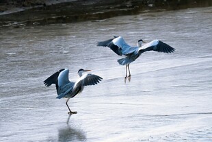 双鹭于冰面展翅起舞