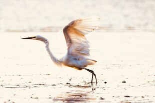 白鹭于浅滩展翅欲飞