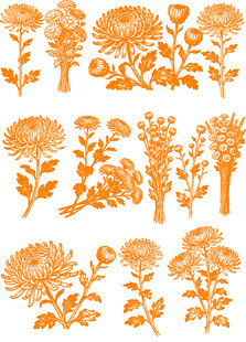 橙色菊花植物矢量插画