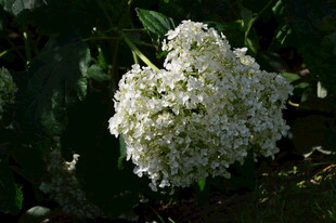 绣球花  