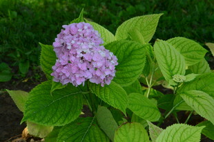 绣球花  